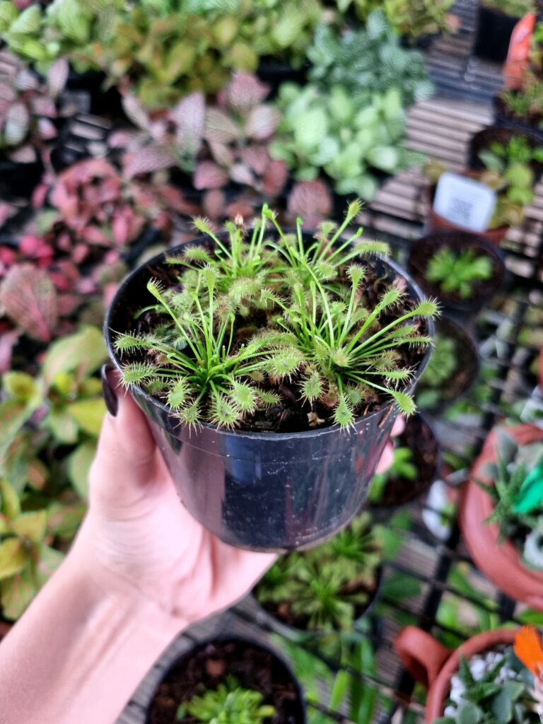 VASO PLANTA CARNIVORA DROSERA P09