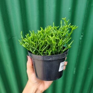 VASO RHIPSALIS P11