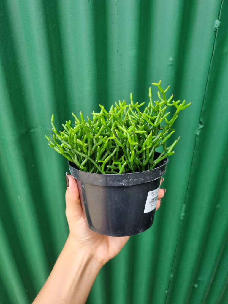 VASO RHIPSALIS P11