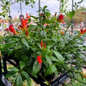 VASO COLUMEIA C21 AESCHYNANTHUS SPECIOSUS