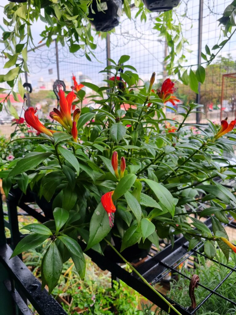 VASO COLUMEIA C21 AESCHYNANTHUS SPECIOSUS