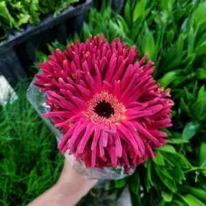GERBERA PASTINI SOIREE