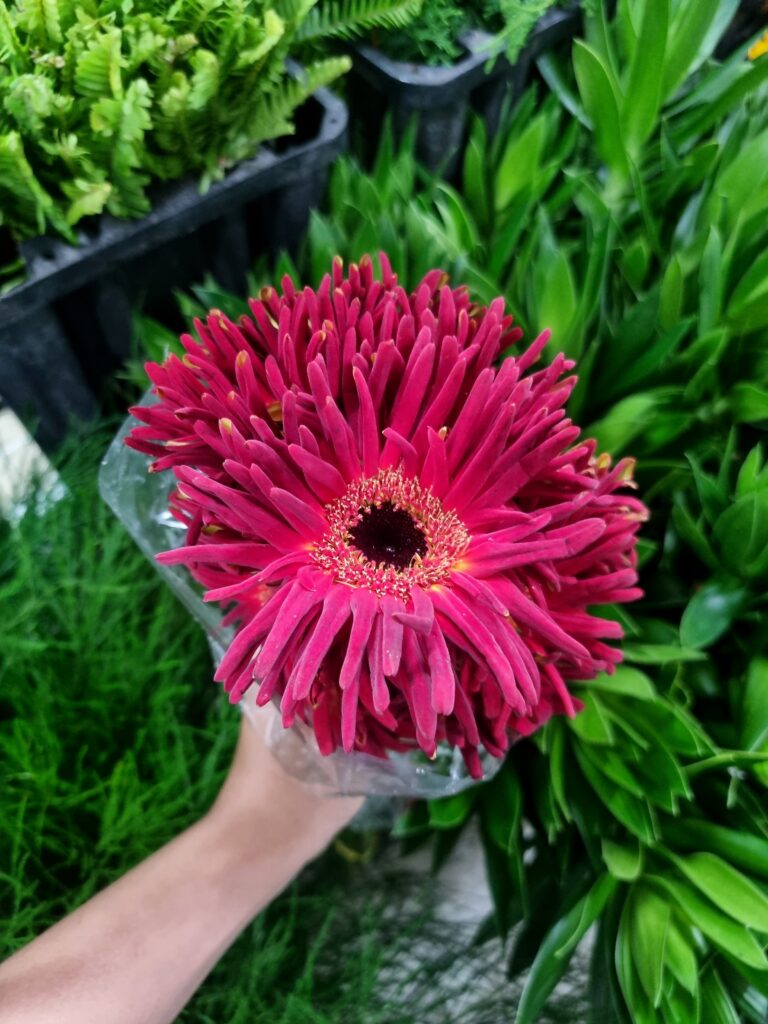 GERBERA PASTINI SOIREE