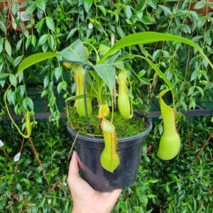 VASO PLANTA CARNIVORA (NEPENTHES) P15