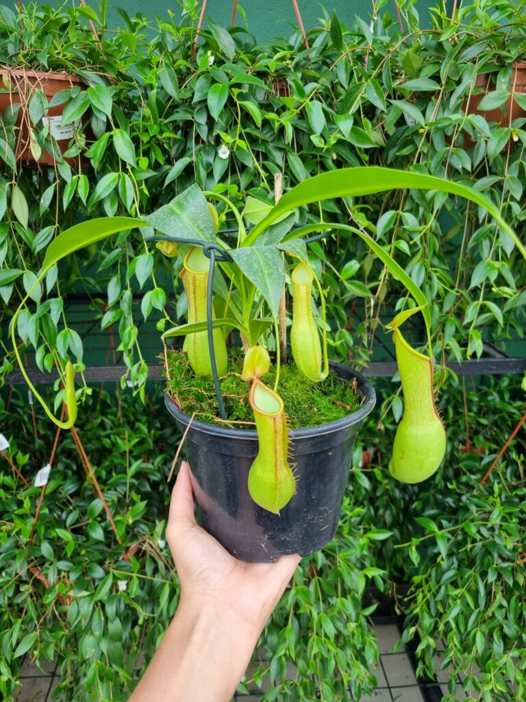 VASO PLANTA CARNIVORA (NEPENTHES) P15
