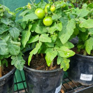 VASO TOMATE P15