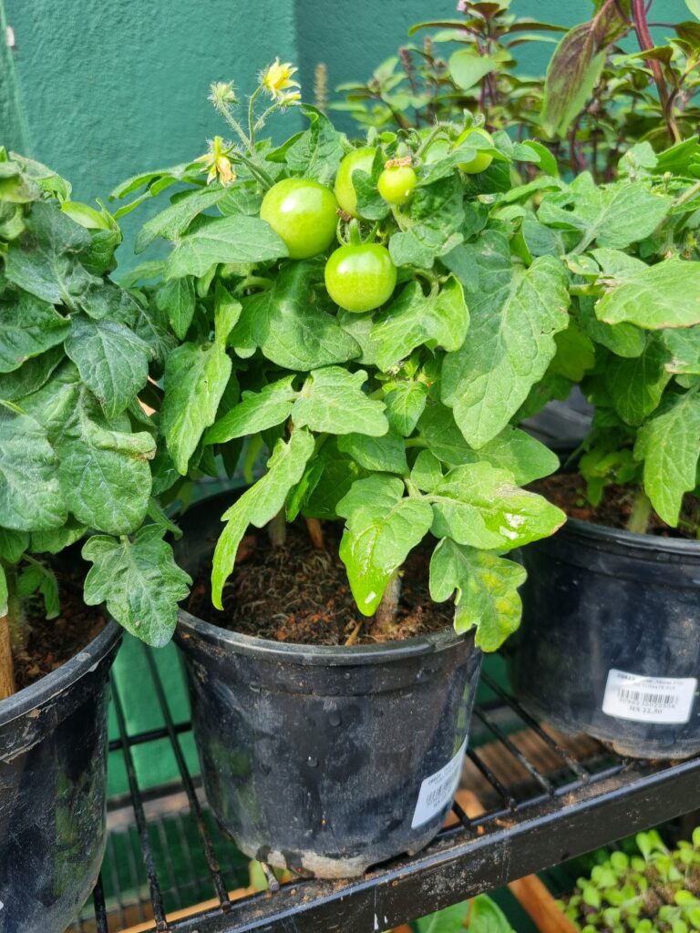VASO TOMATE P15