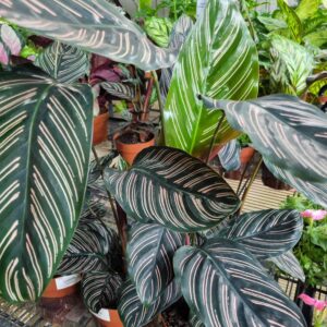 VASO CALATHEA P17 ORNATA