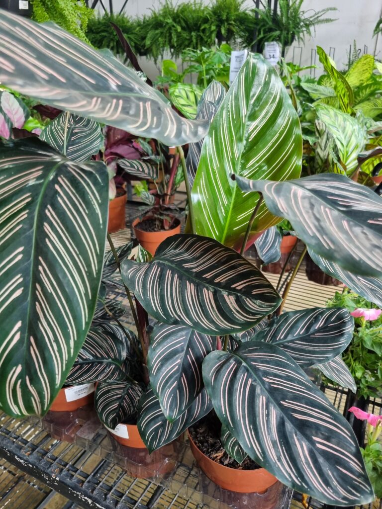 VASO CALATHEA P17 ORNATA