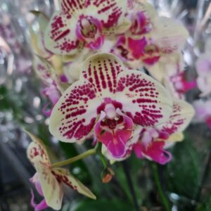 VASO PHALAENOPSIS P12 2 HASTES