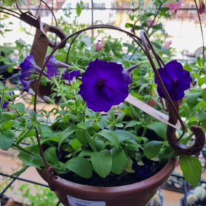 VASO PETUNIA C21
