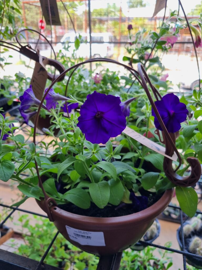 VASO PETUNIA C21