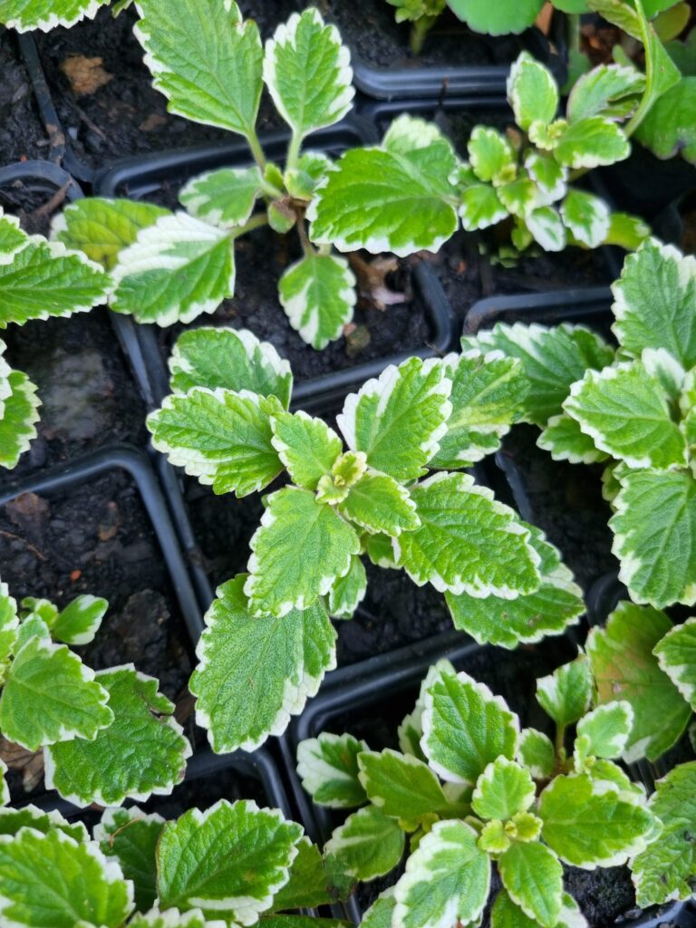 MUDA MALVA BRANCA