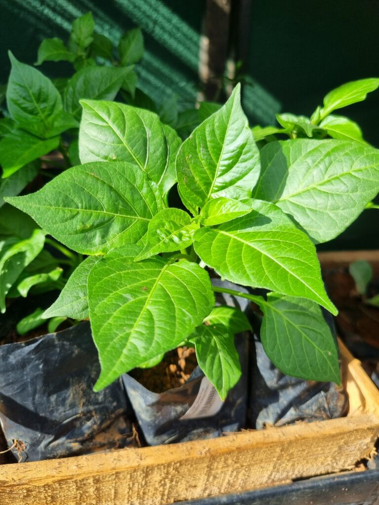 MUDA PIMENTA BIQUINHO