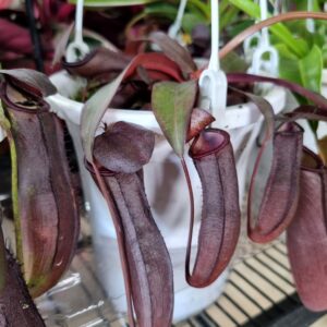 VASO PLANTA CARNIVORA (NEPENTHES) P12
