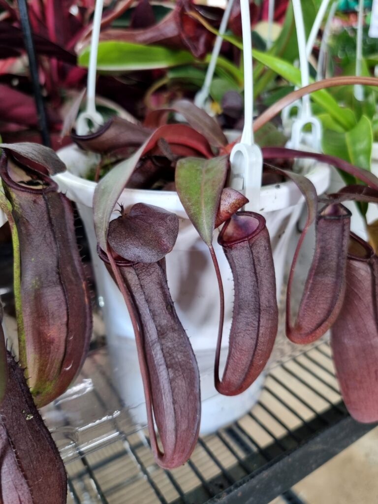 VASO PLANTA CARNIVORA (NEPENTHES) P12