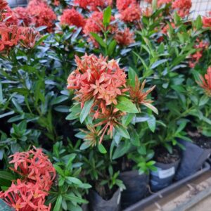 MUDA IXORA MINI VERMELHO