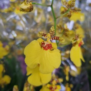 VASO ORQUIDEA ALOHA (CHUVA DE OURO) P12