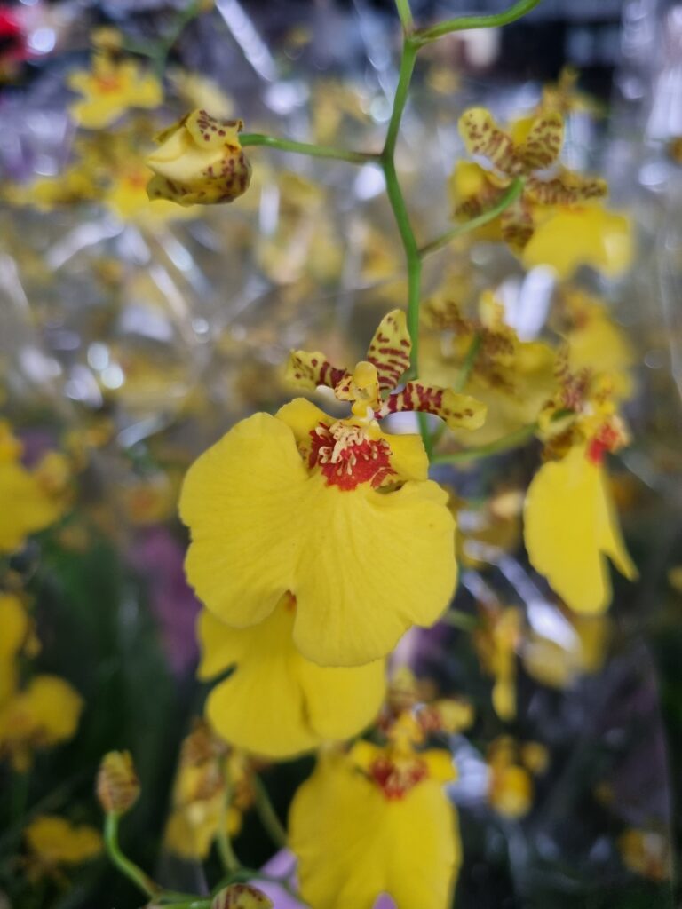 VASO ORQUIDEA ALOHA (CHUVA DE OURO) P12