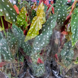 VASO BEGONIA P15 MACULATA