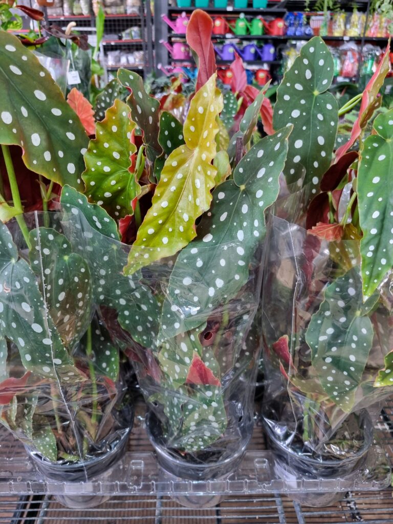 VASO BEGONIA P15 MACULATA