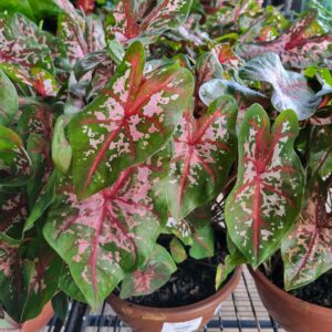 VASO CALADIUM VARIADO C21