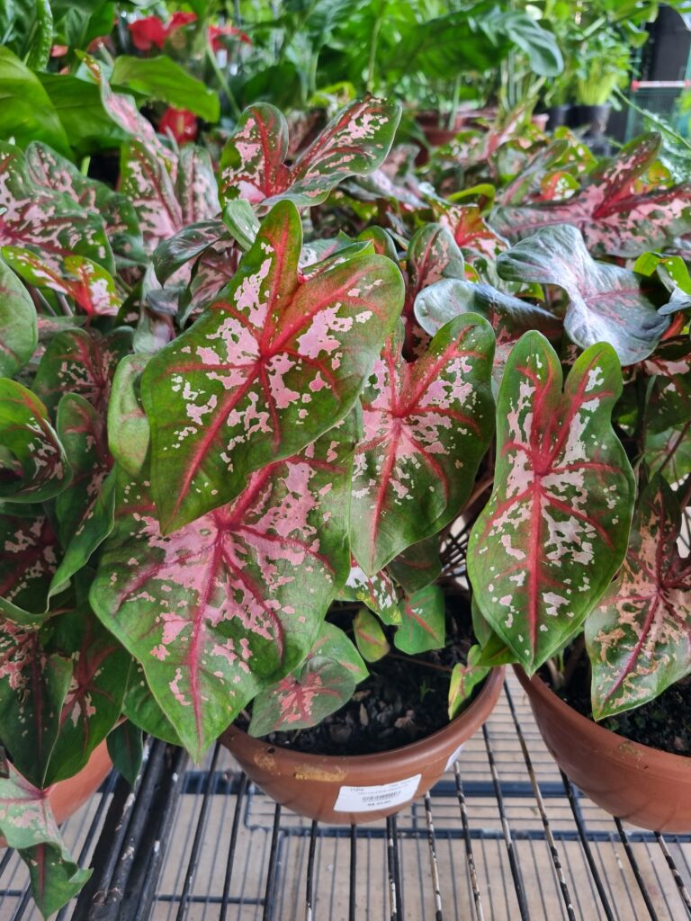 VASO CALADIUM VARIADO C21
