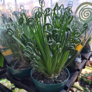 VASO ALBUCA SPIRALIS P14