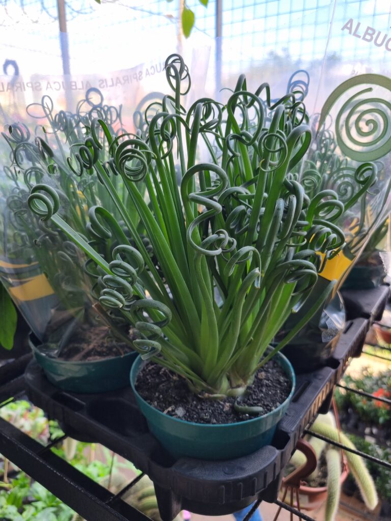 VASO ALBUCA SPIRALIS P14