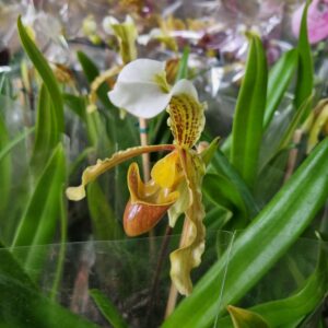VASO ORQUIDEA PAPHILOPEDILUM P15