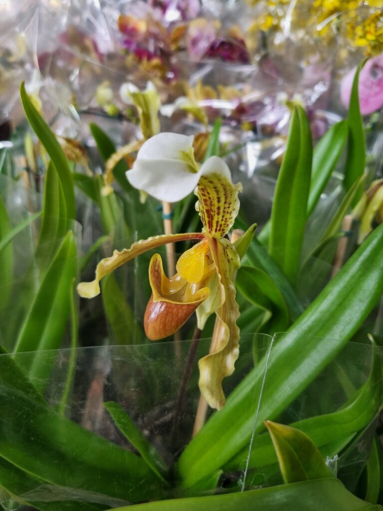 VASO ORQUIDEA PAPHILOPEDILUM P15