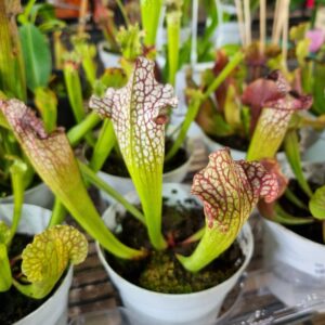 VASO PLANTA CARNIVORA SARRACENIA P12