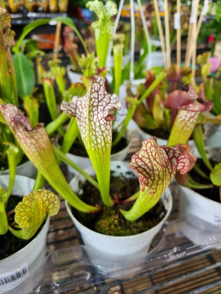 VASO PLANTA CARNIVORA SARRACENIA P12