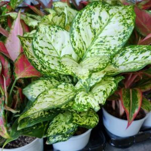 VASO AGLAONEMA P12