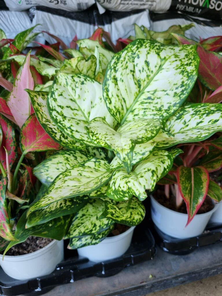 VASO AGLAONEMA P12