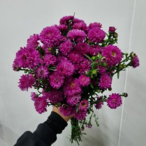 ASTER MARAVILHA PINK