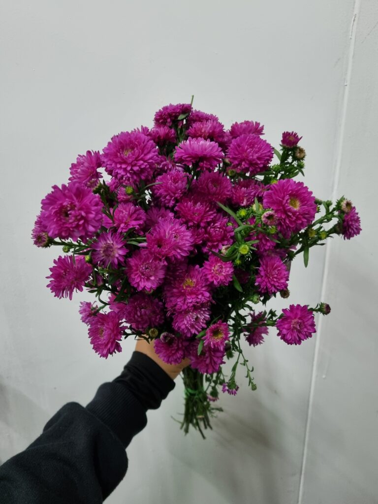 ASTER MARAVILHA PINK
