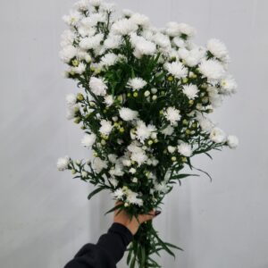 ASTER MARIANA BRANCO DOBRADO