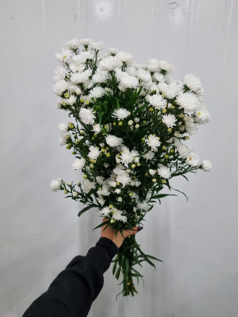 ASTER MARIANA BRANCO DOBRADO