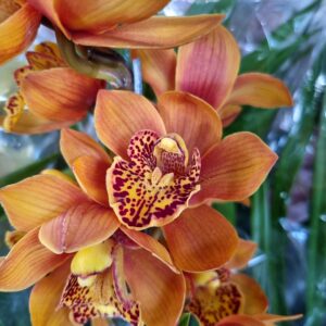 VASO CYMBIDIUM P18
