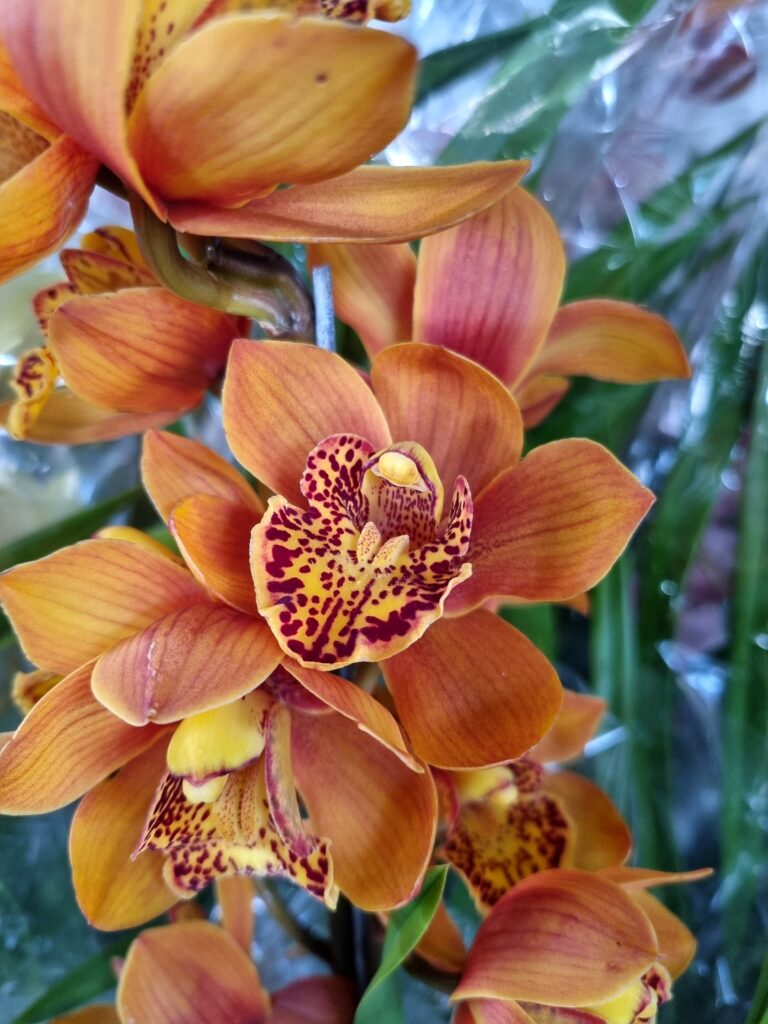 VASO CYMBIDIUM P18