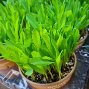 VASO ZEA MAYS P11