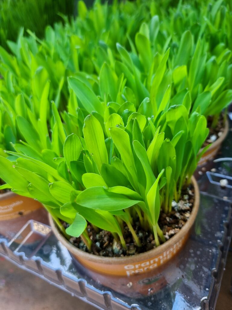 VASO ZEA MAYS P11