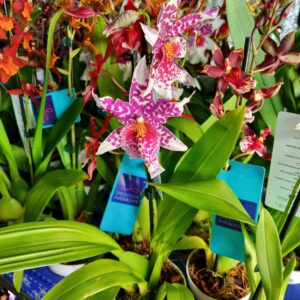 VASO ORQUIDEA HAW. P09 VARIADO