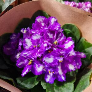 VASO VIOLETA P11