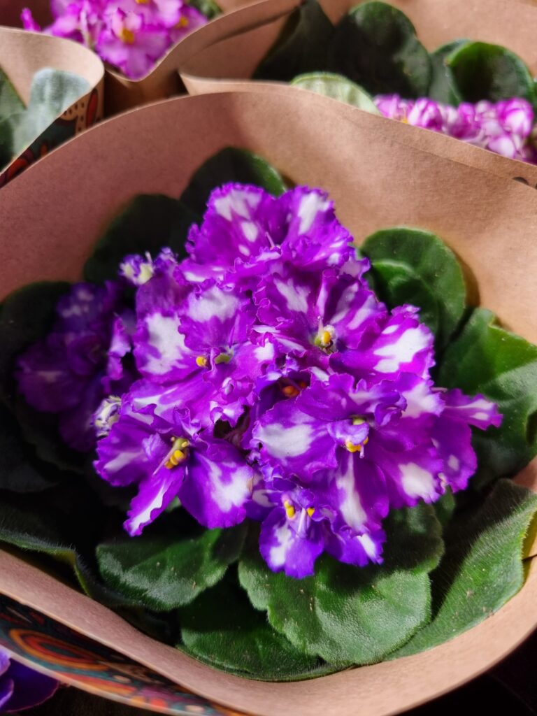 VASO VIOLETA P11