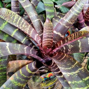 VASO BROMELIA VRIESEA RED CHESTNUT P17