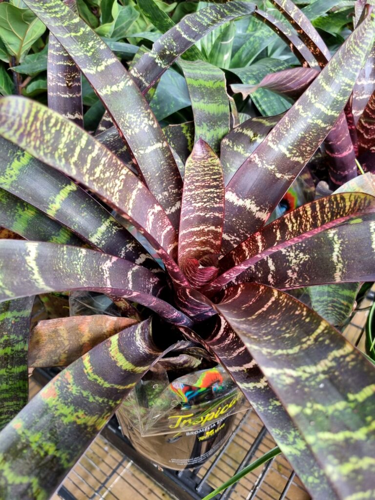 VASO BROMELIA VRIESEA RED CHESTNUT P17