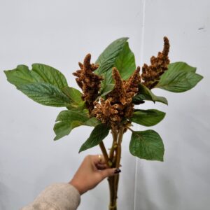 AMARANTUS BRONZE