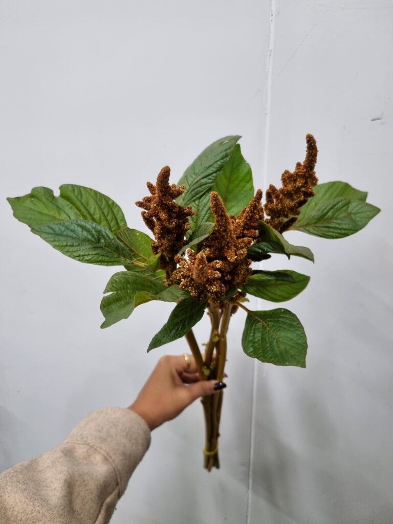 AMARANTUS BRONZE